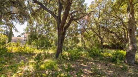 Parcela residencial edificable en venta cerca de Pollensa, Mallorca, immagine 3