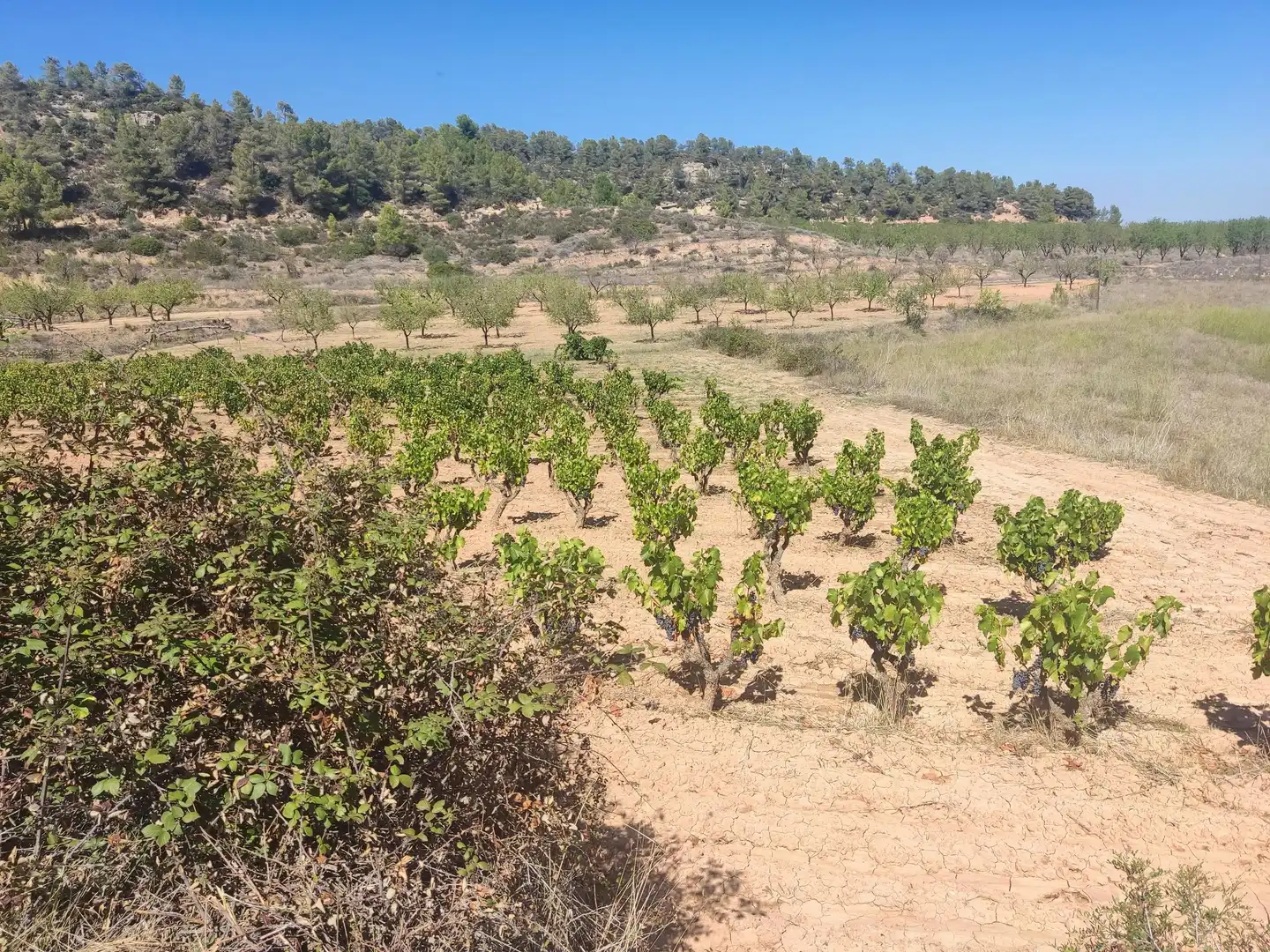 Rural land for sale in Horta de Sant Joan, imagen 4