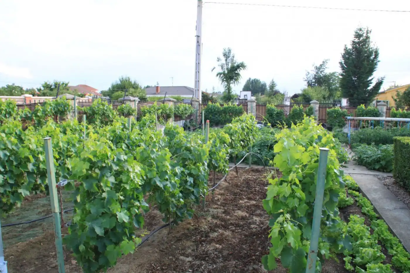 Jardín de Finca rústica en venta en Grijota con Terraza