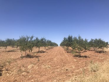 Terreno rustico in vendita a Padul