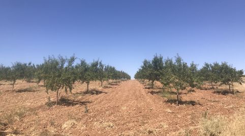 Finca de almendros en Padul - Carretera de la cabra