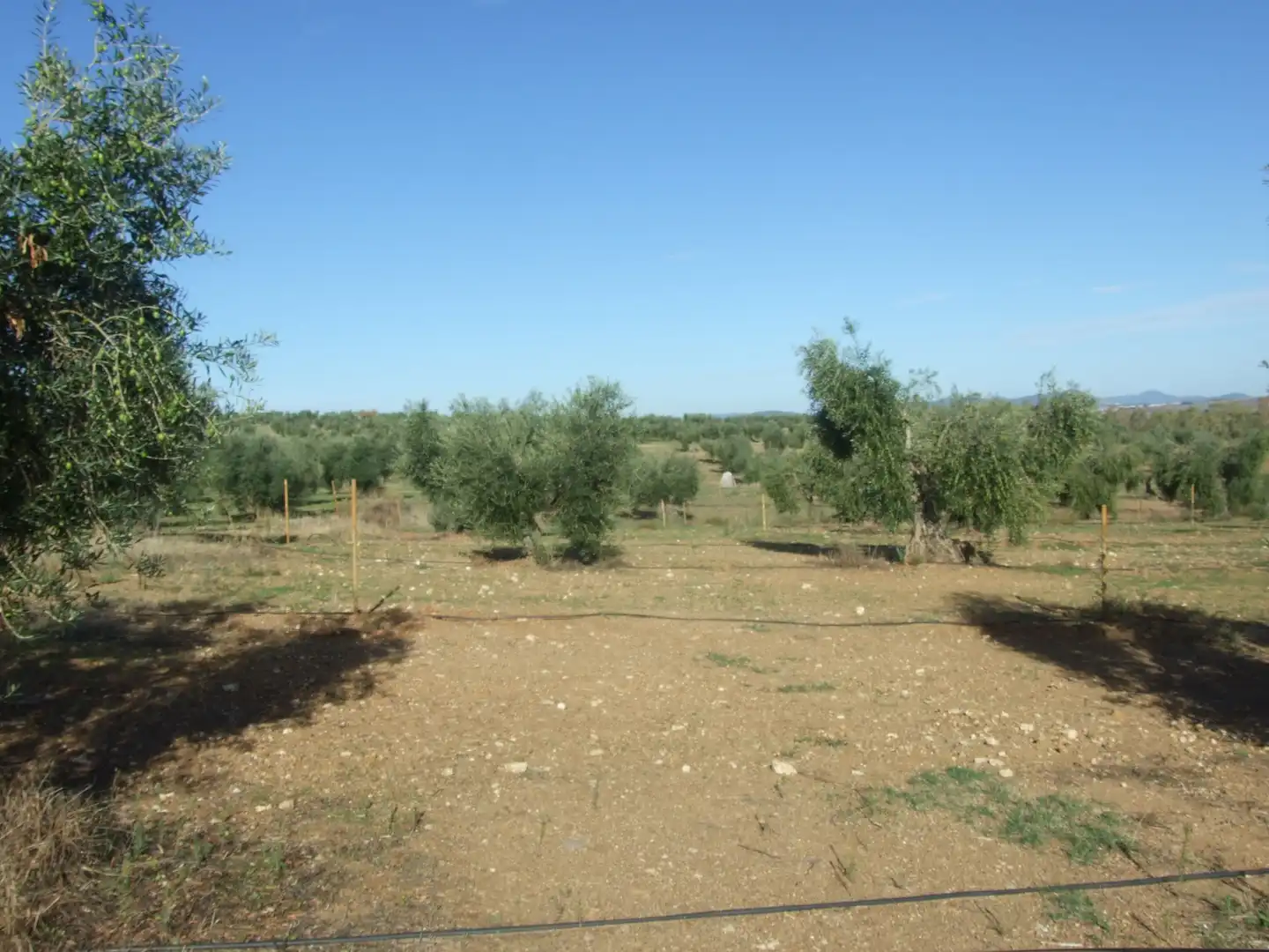 Terreno en venta en Calzadilla de los Barros