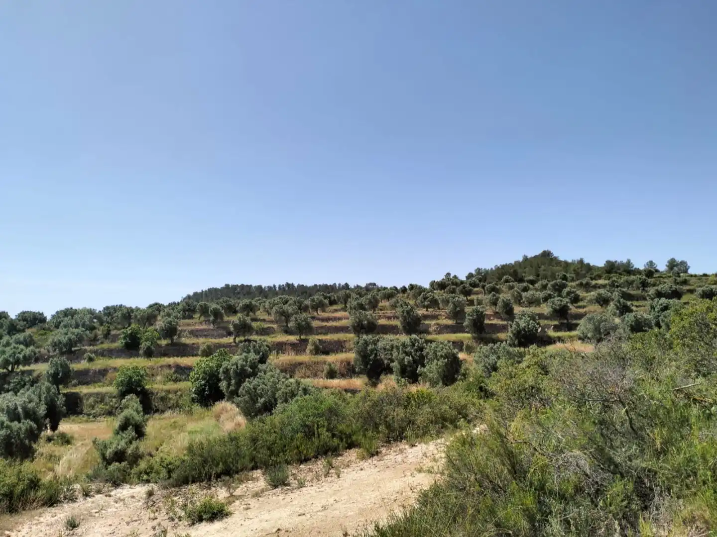 Terreno en venta en La Pobla de Massaluca