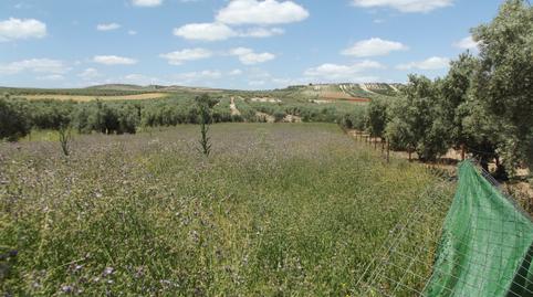 Foto 5 de Casa o xalet en venda a Calle Elvira, Chimeneas, Granada