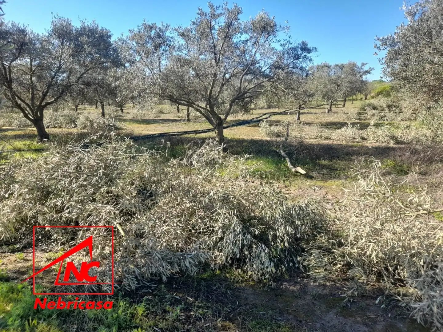 Terreni e lotti in vendita a Lebrija, imagen 13