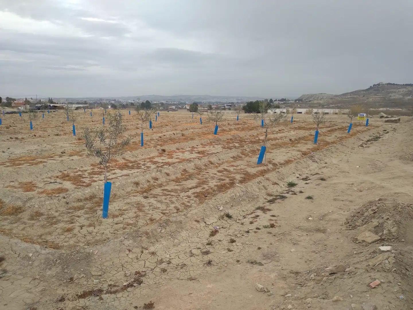 Terreny rústic en venda a Camino de la Almazara 226, imagen 2