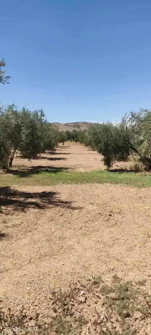 Finca rústica en venda en Santa Cruz de Mudela amb Jardí privat, Traster i Piscina