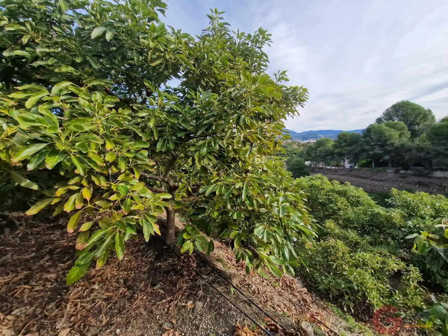 Terreni e lotti in vendita a Monte los Almendros - El Pargo - Costa Aguilera, imagen 6