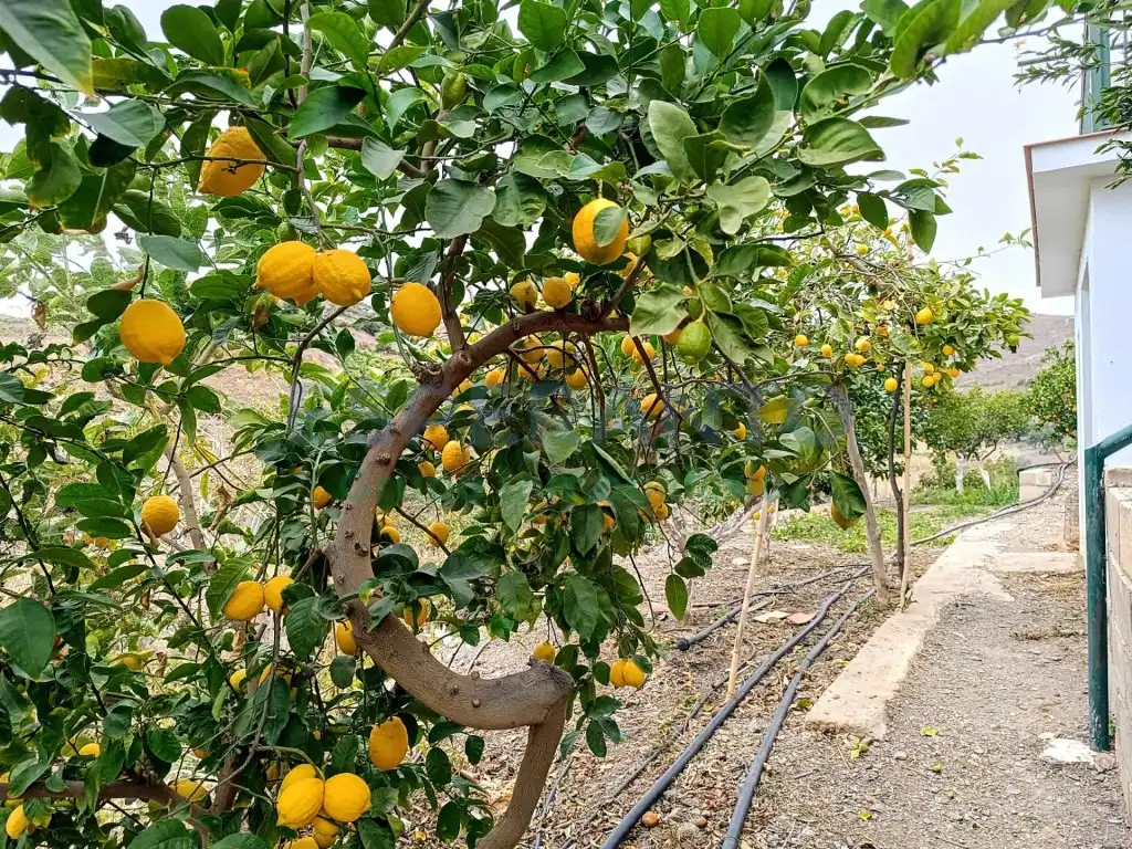Jardí de Finca rústica en venda en Vélez-Málaga amb Aire condicionat, Jardí privat i Traster