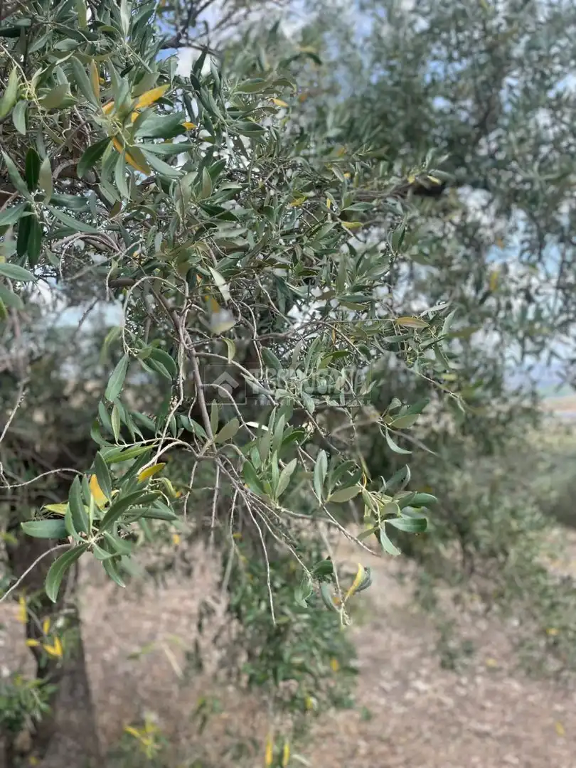 Terreni e lotti in vendita a Atarfe, imagen 4
