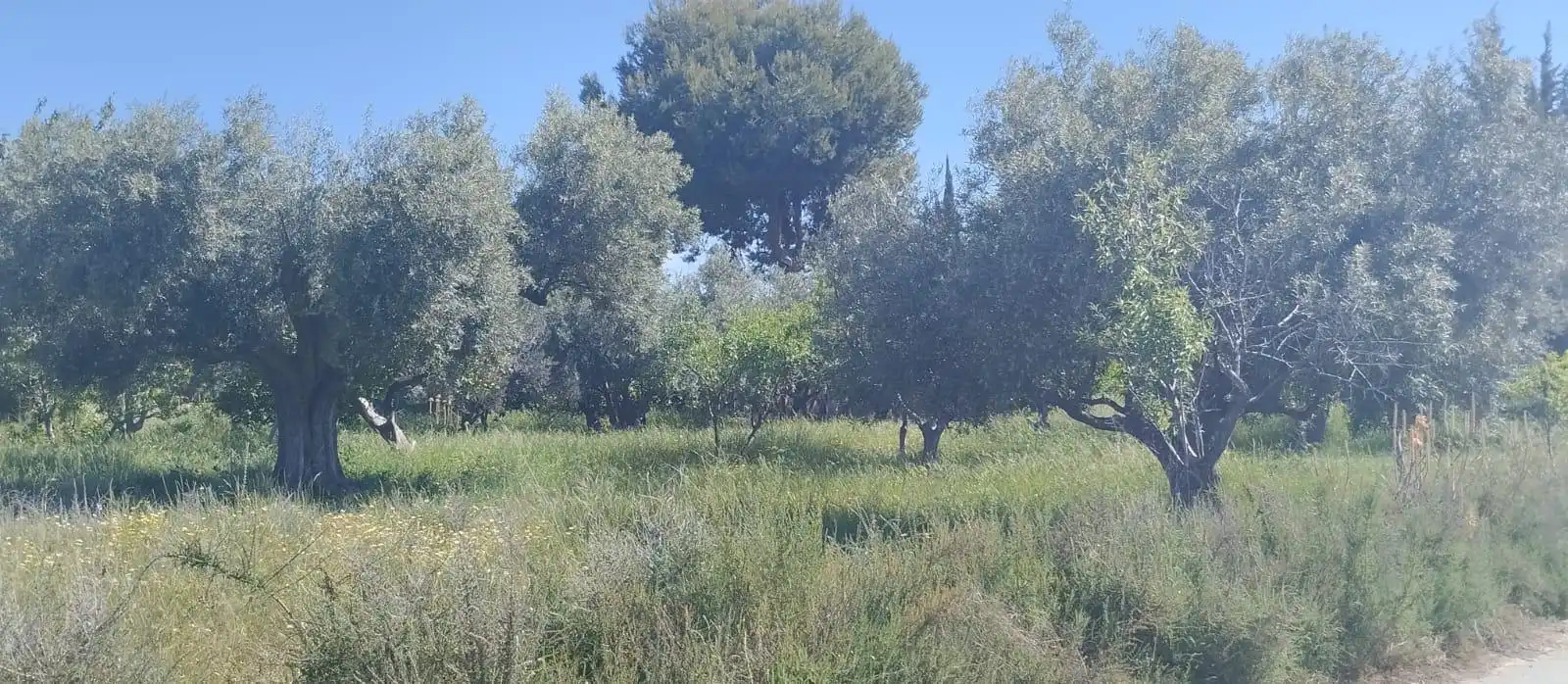 Terreno rustico in vendita a La Huerta, imagen 45