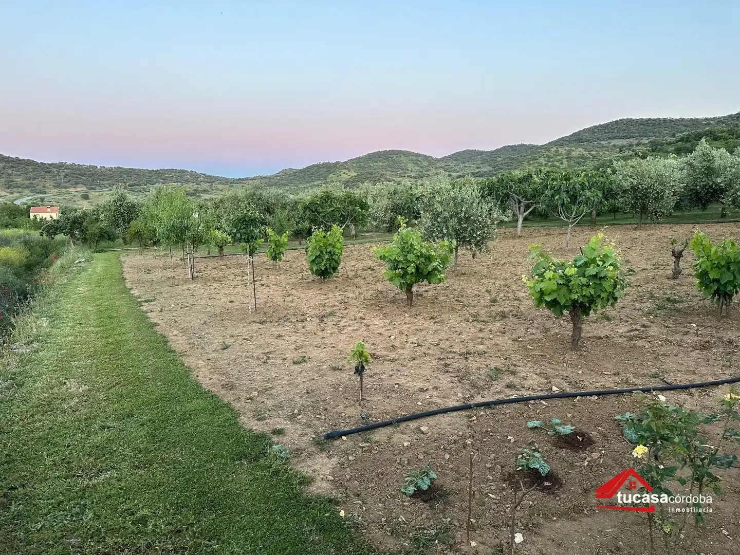 Terreno rustico in vendita a Villanueva del Rey, imagen 39