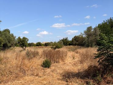 Terreno rustico in vendita a Pedanías Este