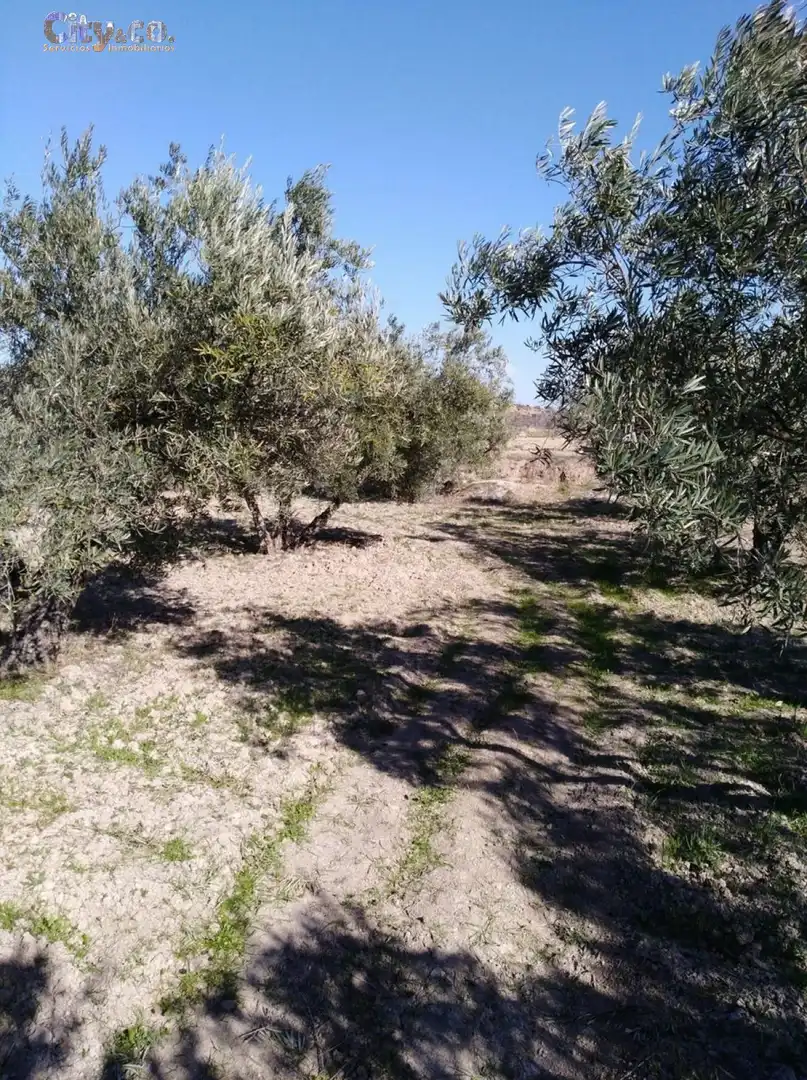 Terrenys i solars en venda a Bullas