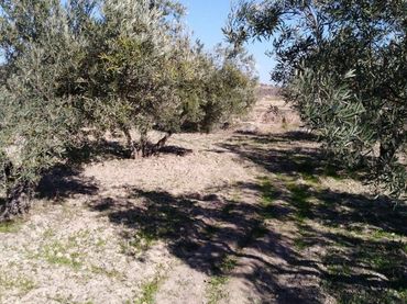 Terreny rústic en venda a Bullas