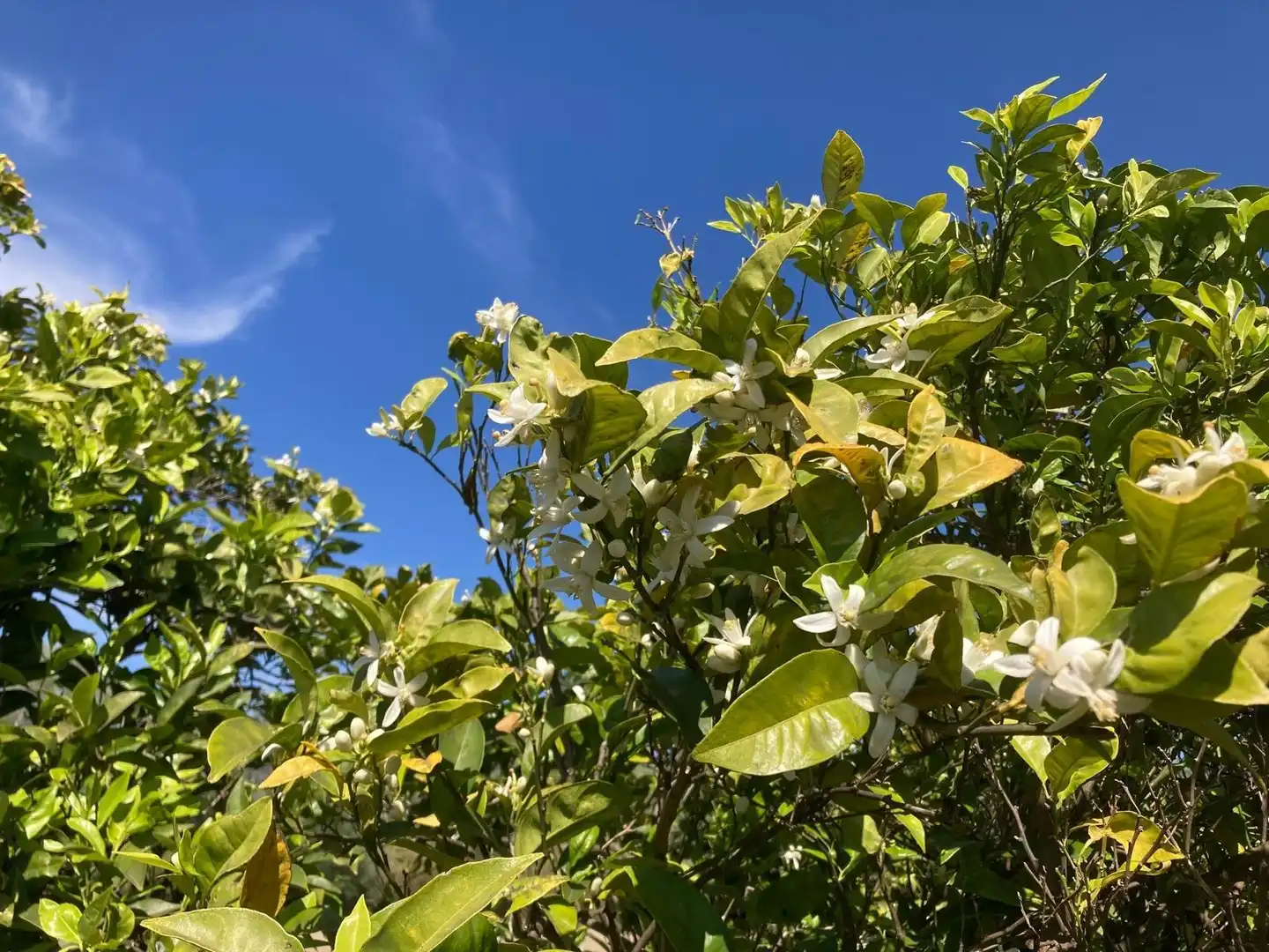 Jardí de Finca rústica en venda en Xerta amb Calefacció