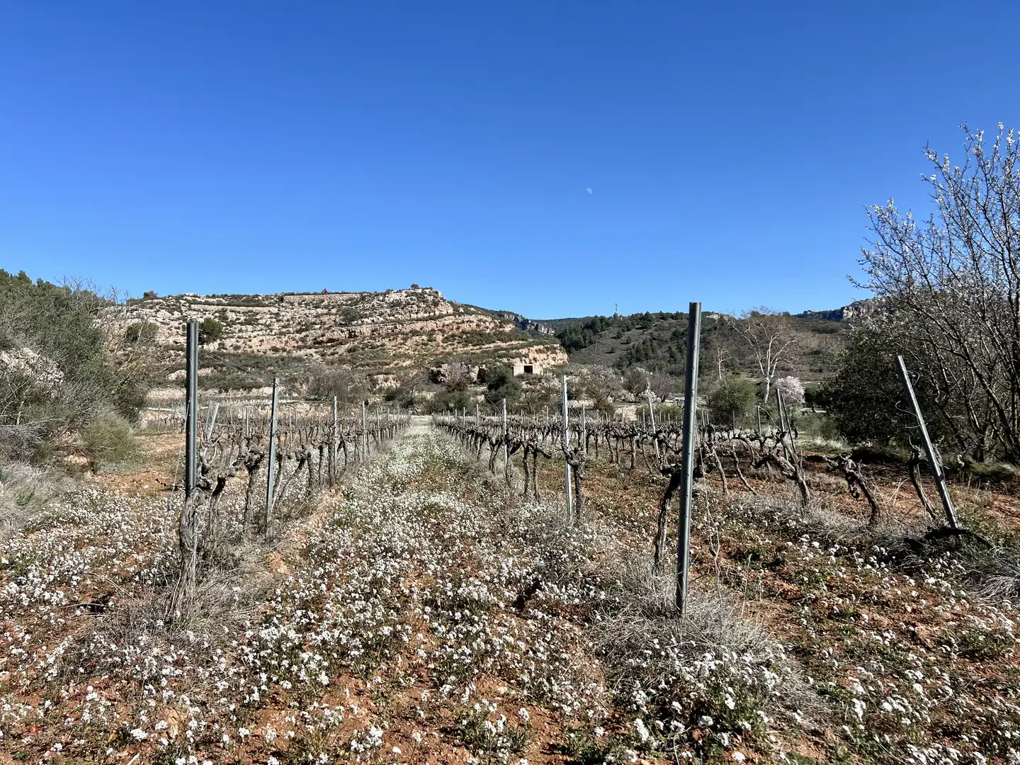 Rural land for sale in Cornudella de Montsant, imagen 5