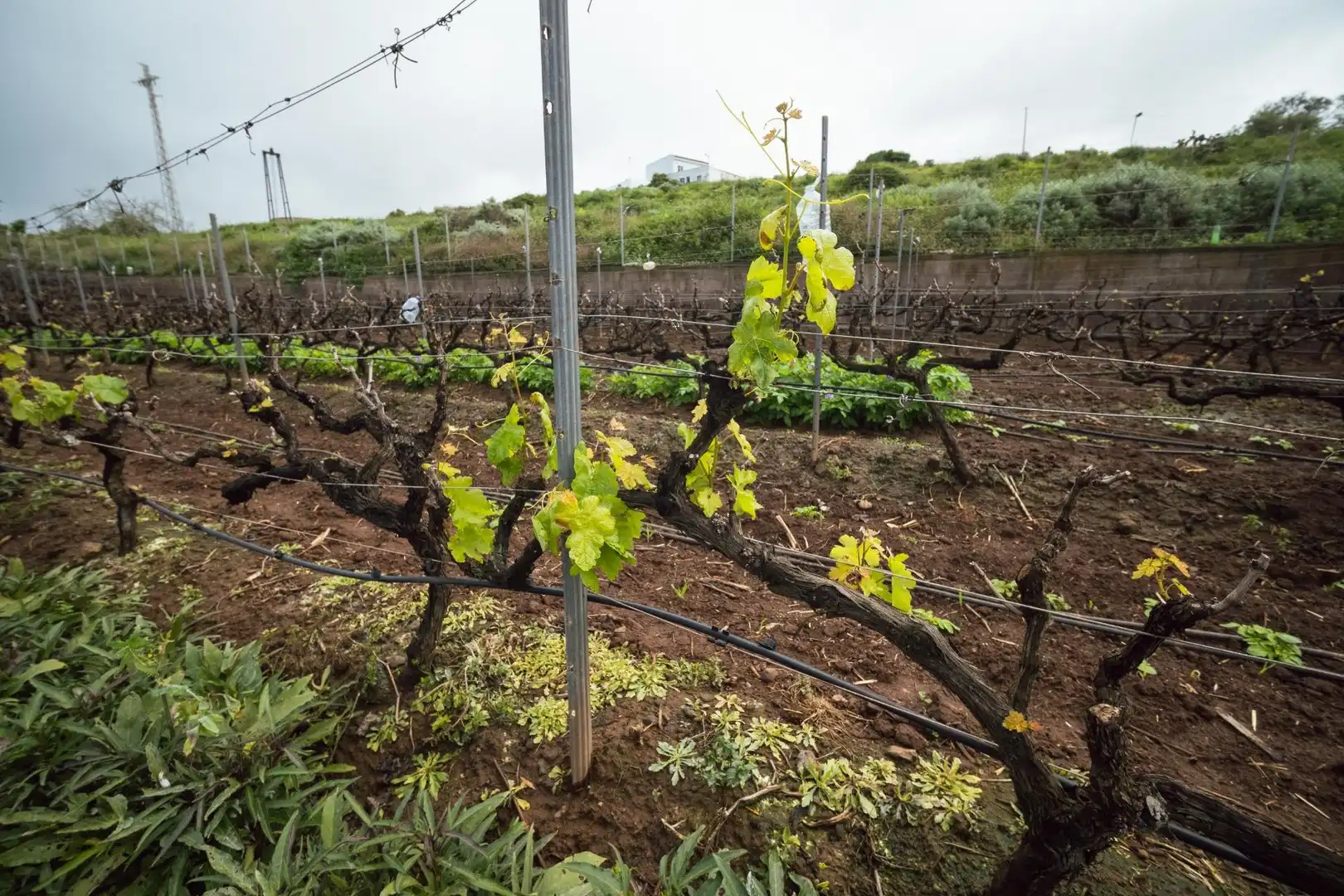 Jardín de Finca rústica en venta en El Sauzal