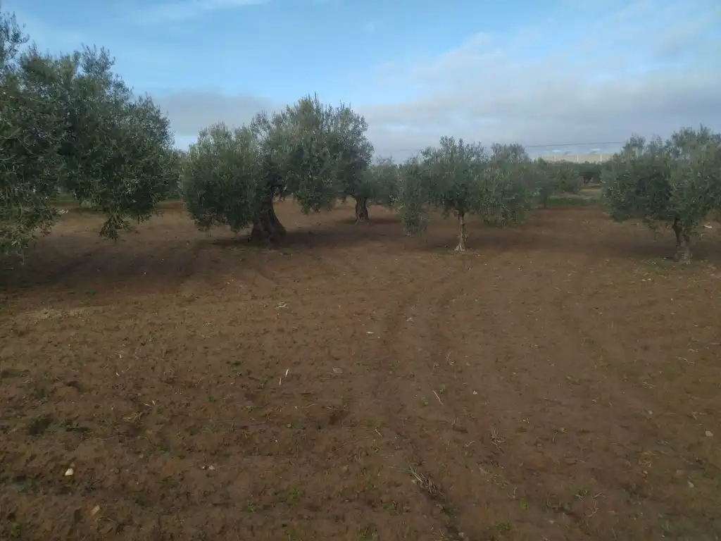 Terrain rustique à vendre à Don Benito, imagen 4