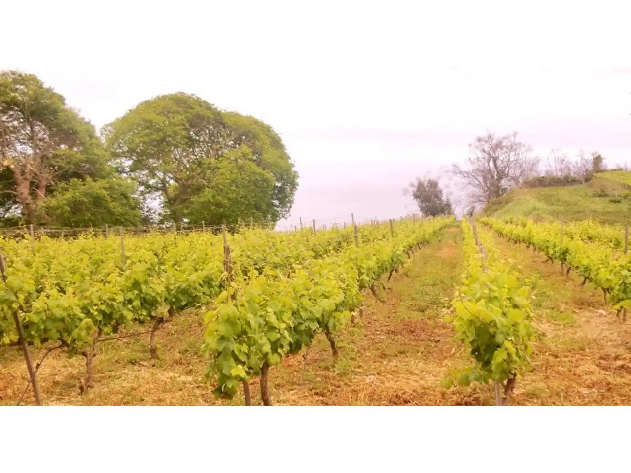 Vista exterior de Finca rústica en venta en El Sauzal con Jardín privado
