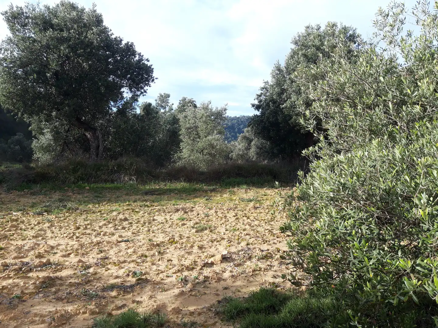 Finca rústica en venta en Batea