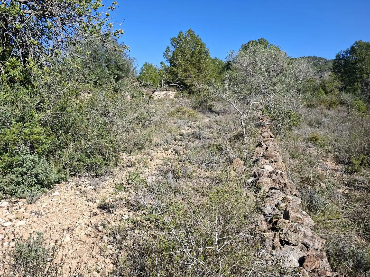 Terreny rústic en venda a Ulldecona, imagen 19