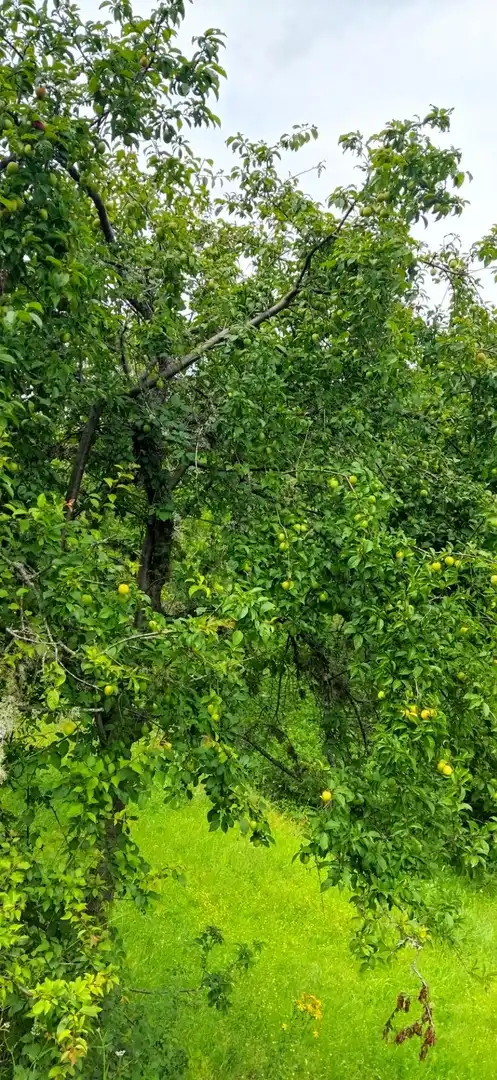 Jardí de Casa o xalet en venda en Pesaguero amb Calefacció, Terrassa i Moblat
