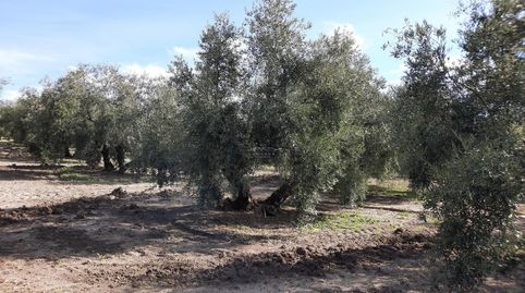 Finca en zona Carretera de Rute, immagine 5
