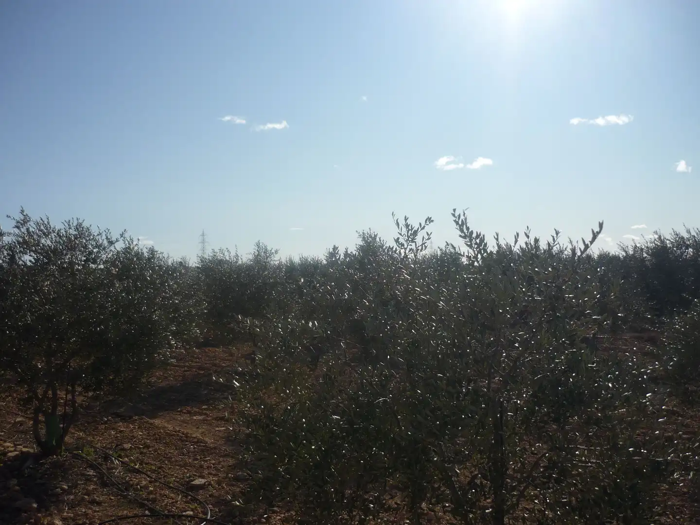 Land for sale in Vila-rodona