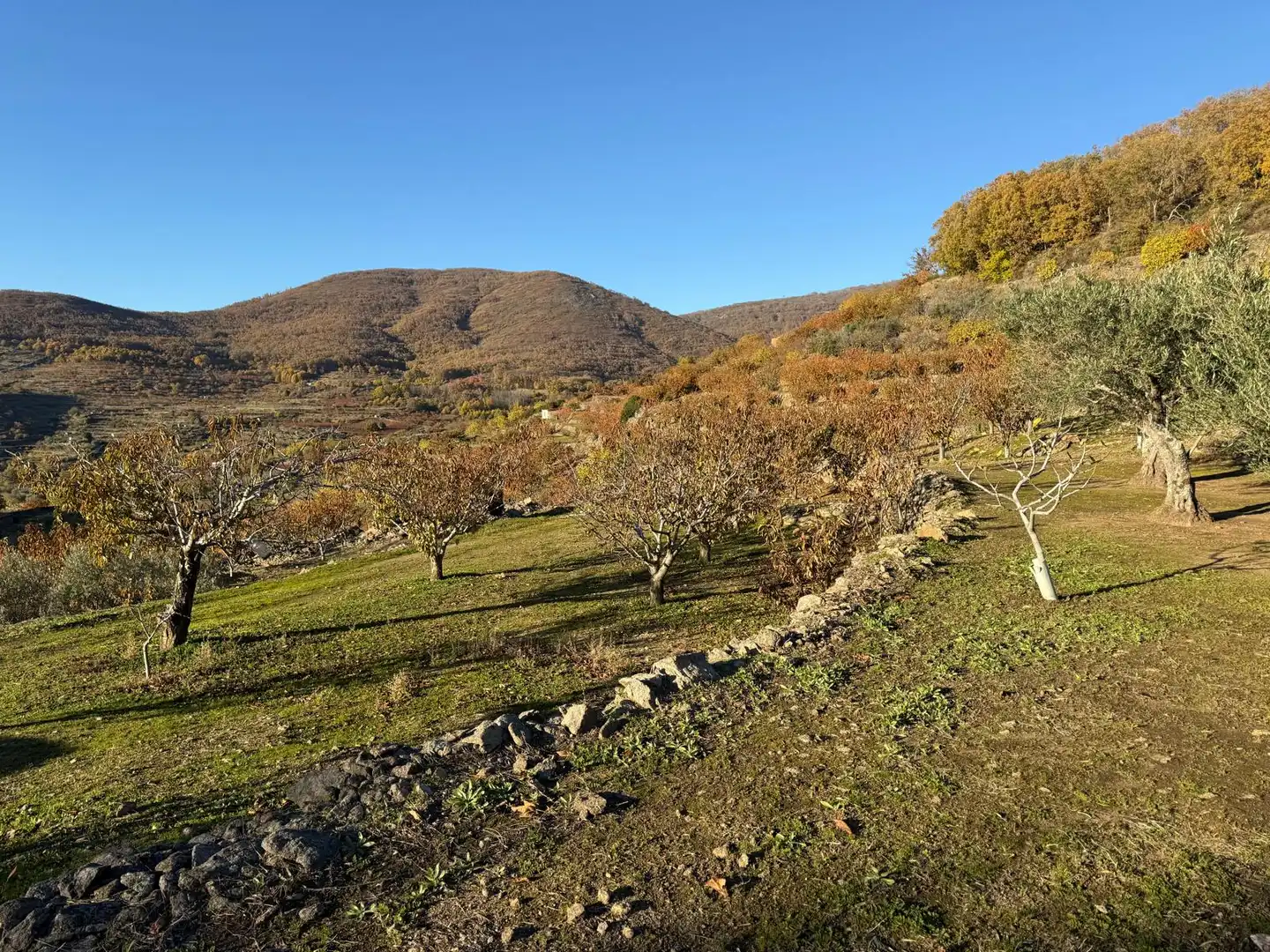 Land for sale in Arroyomolinos de la Vera