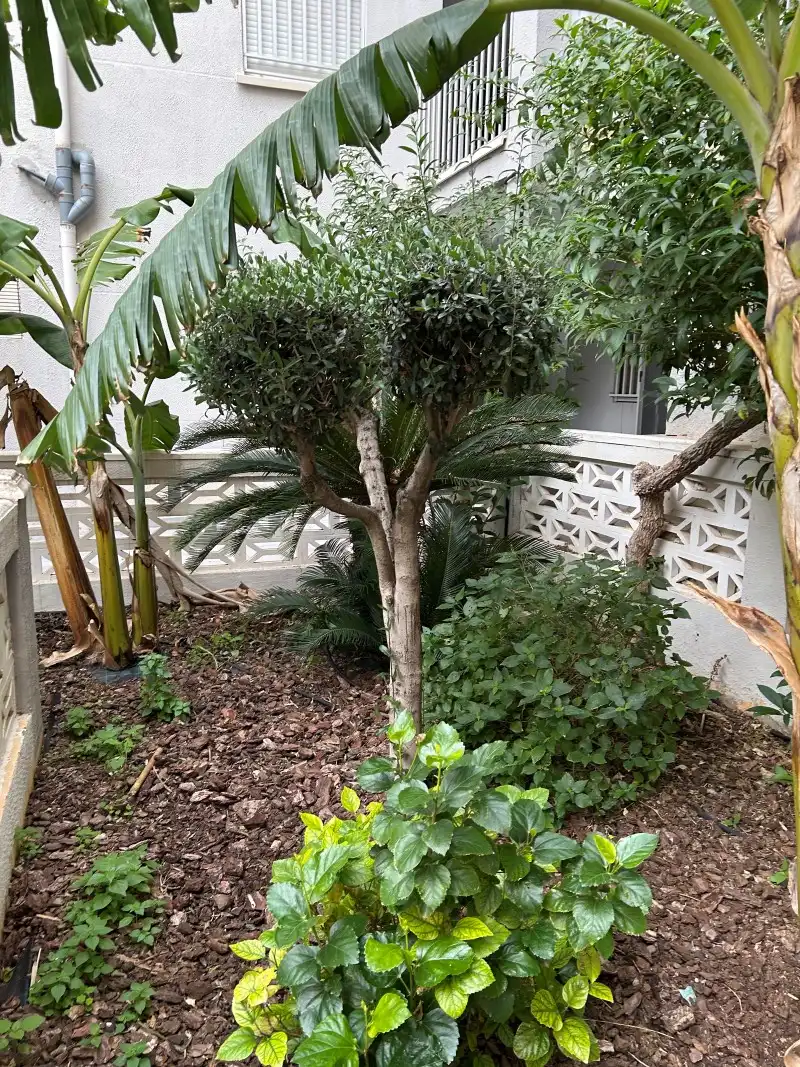 Garden of Apartments for sale in Miramar  with Private garden, Terrace and Furnished