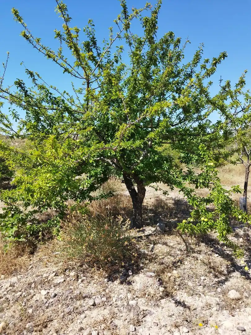 Casa o chalet en venta en Murcia con Trastero y Amueblado