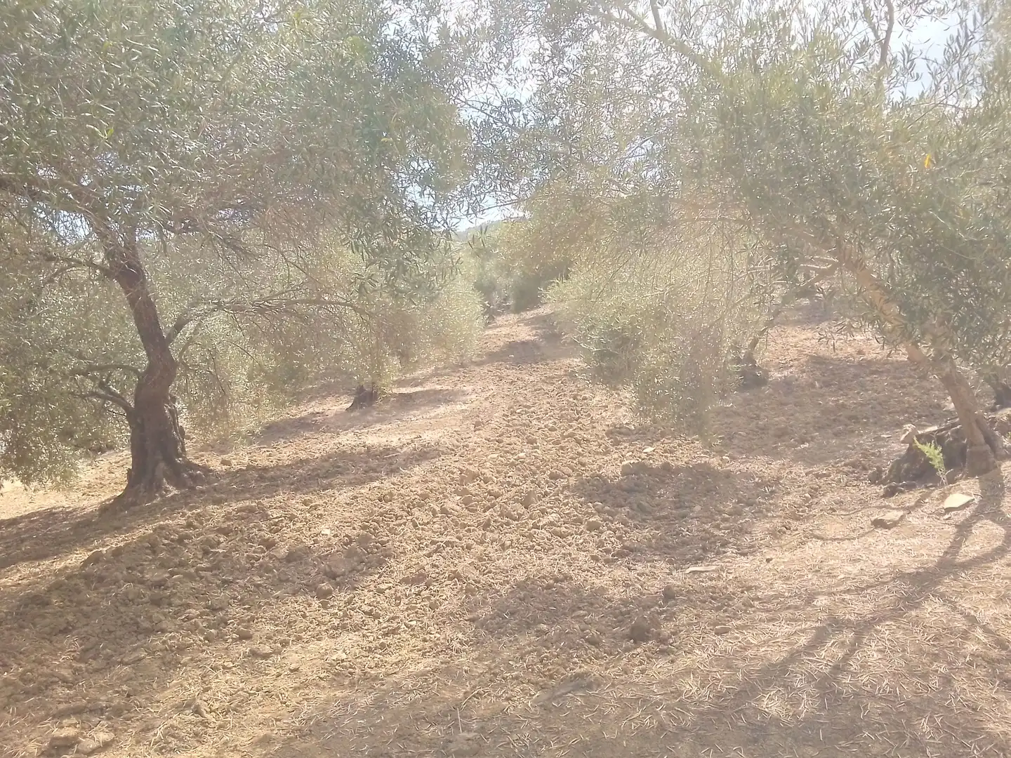 Terrain rustique à vendre à Cortes de la Frontera, imagen 31