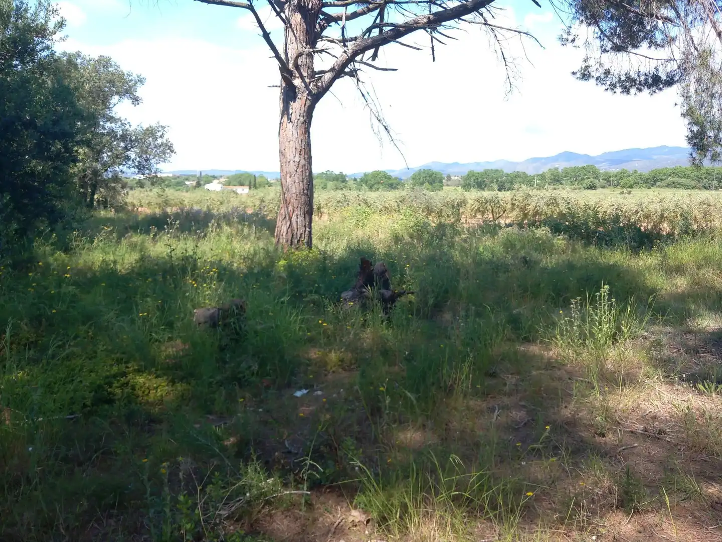 Lands and plots for sale in Banyeres del Penedès, imagen 5