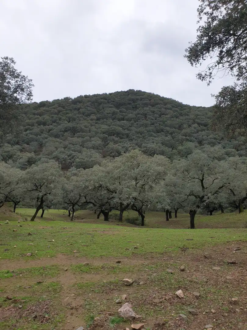 Vista exterior de Terreno en venta en Sevilla