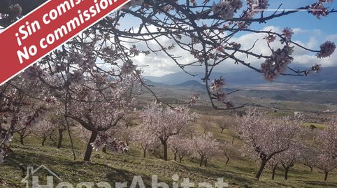 Naturaleza, privacidad y gran producción agrícola en esta singular finca rústica con cortijo tradicional en VélezRubio