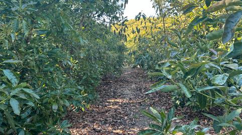 Photo 3 of Land for sale in Diseminado Cabrillas, 296, Camino Viejo de Málaga, Málaga