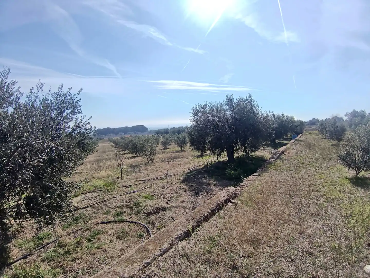Terrain rustique à vendre à La Selva del Camp, imagen 13
