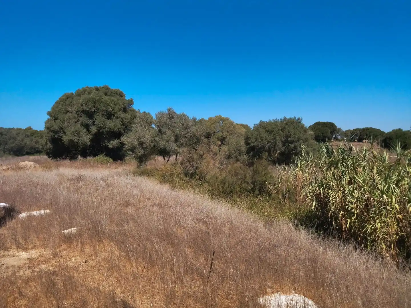 Terreno en venta en Vejer de la Frontera