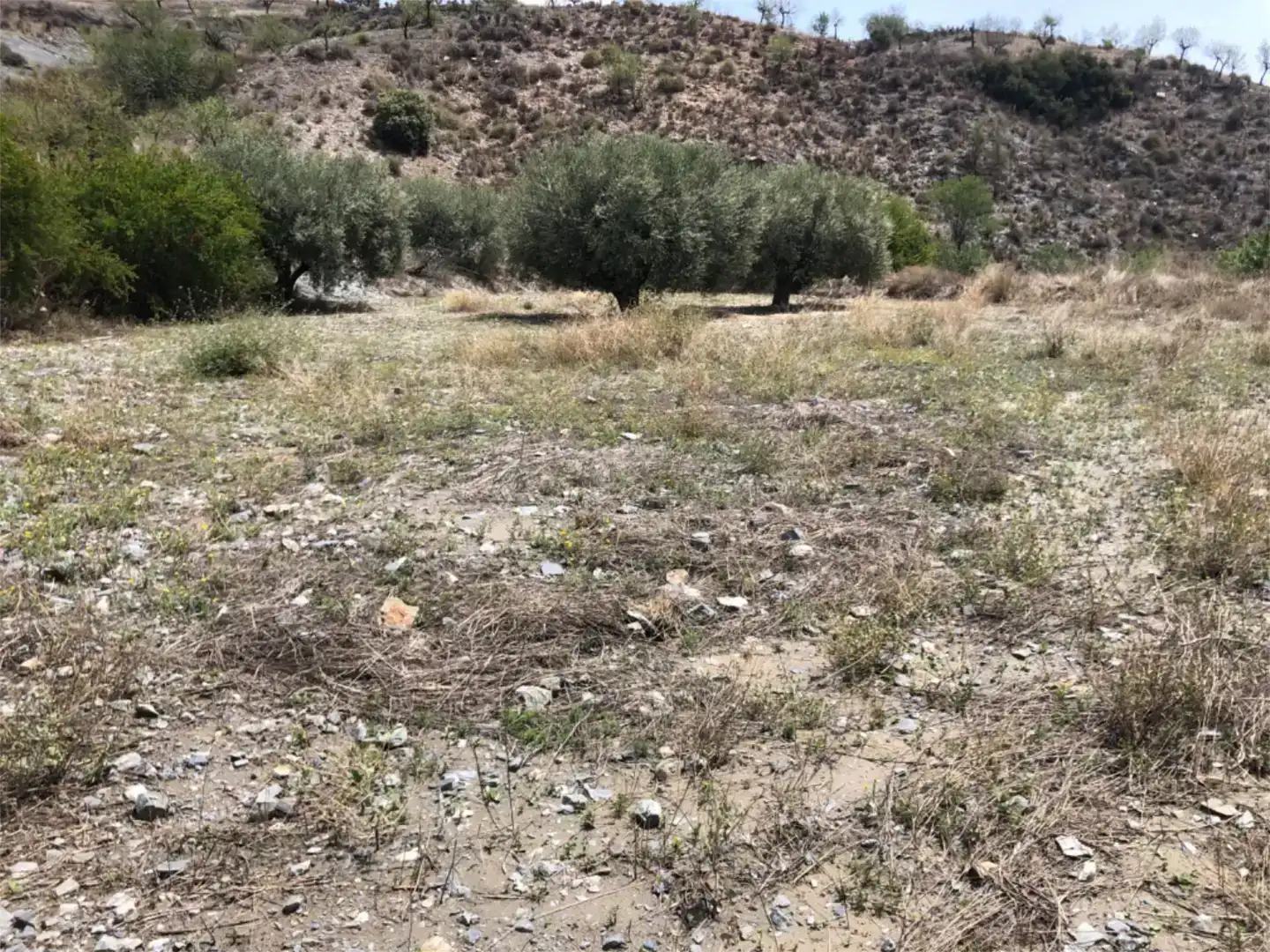 Land for sale in Lorca