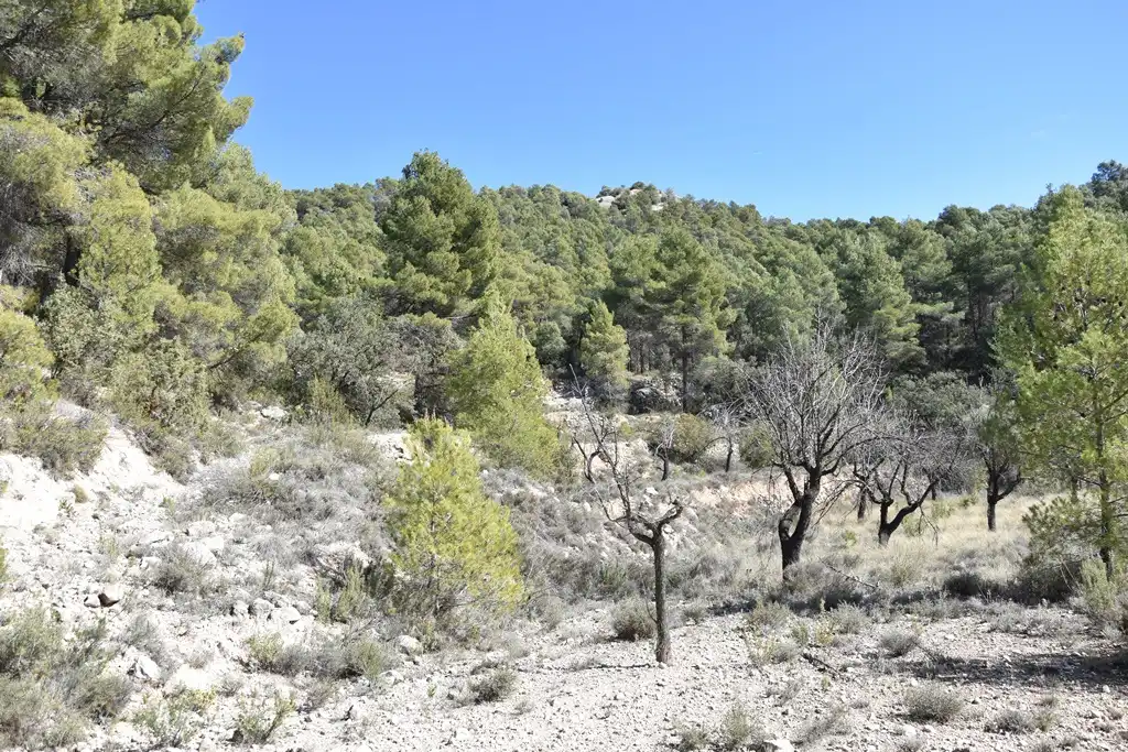 Land for sale in Fuentespalda