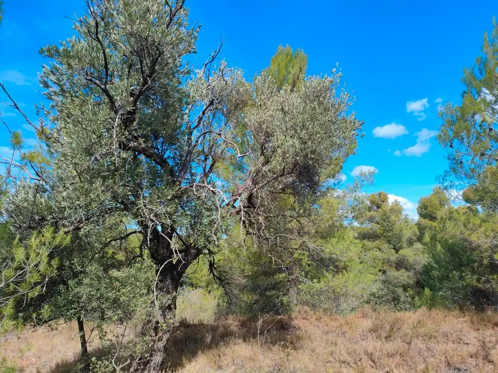 Terreni e lotti in vendita a La Portellada, imagen 10