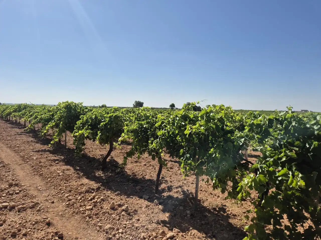 Terreno rustico in vendita a Las Colinas, imagen 25