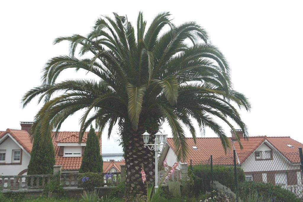 Jardí de Casa o xalet en venda en Castro-Urdiales amb Calefacció, Jardí privat i Terrassa