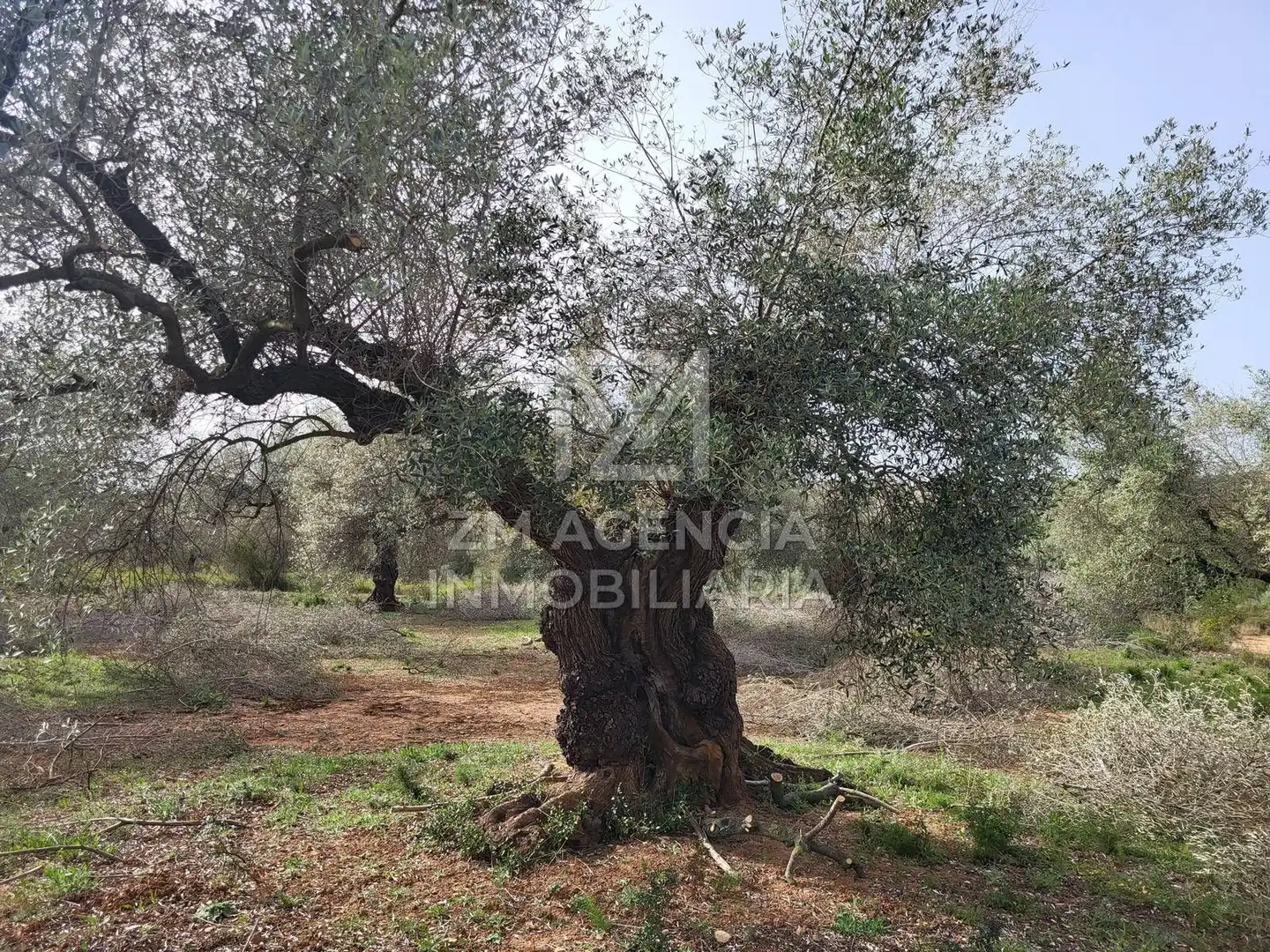 Terreno rustico in vendita a Corral de la Culla