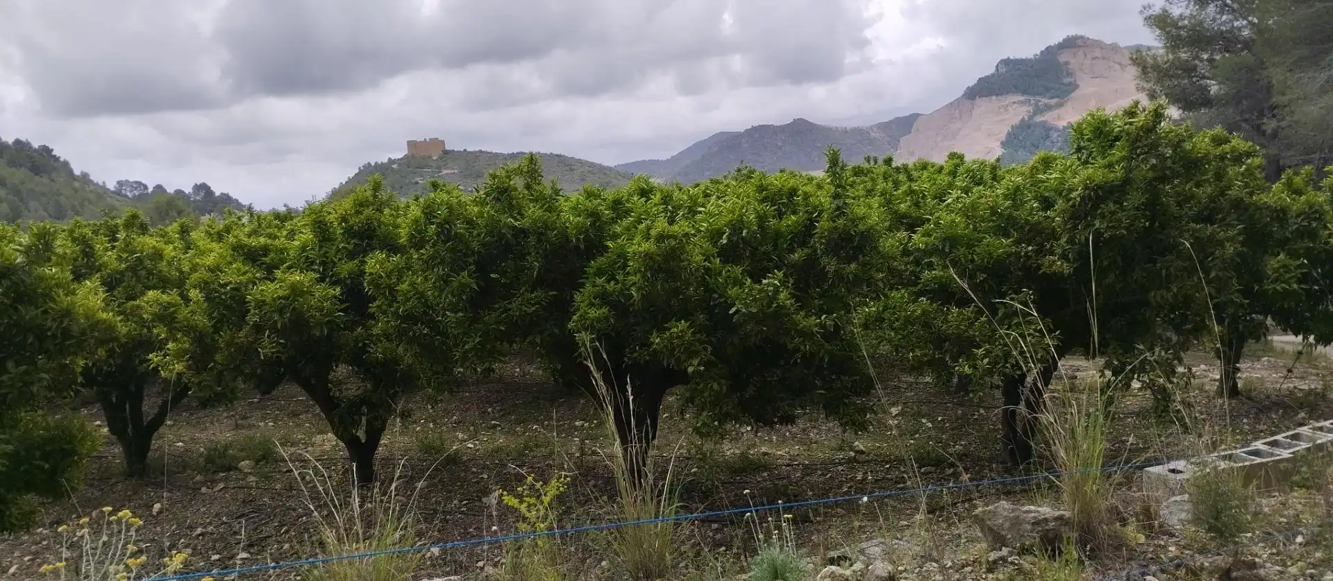 Rural land for sale in L'Atzúbia, imagen 2