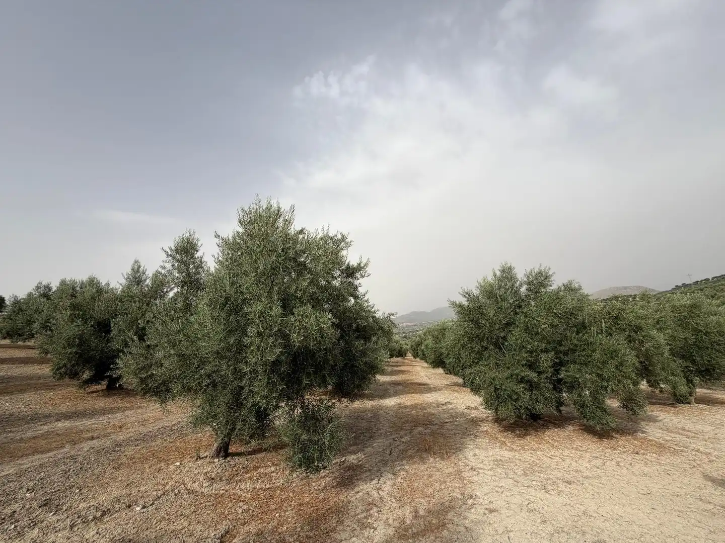 Rural land for sale in Iznalloz, imagen 11