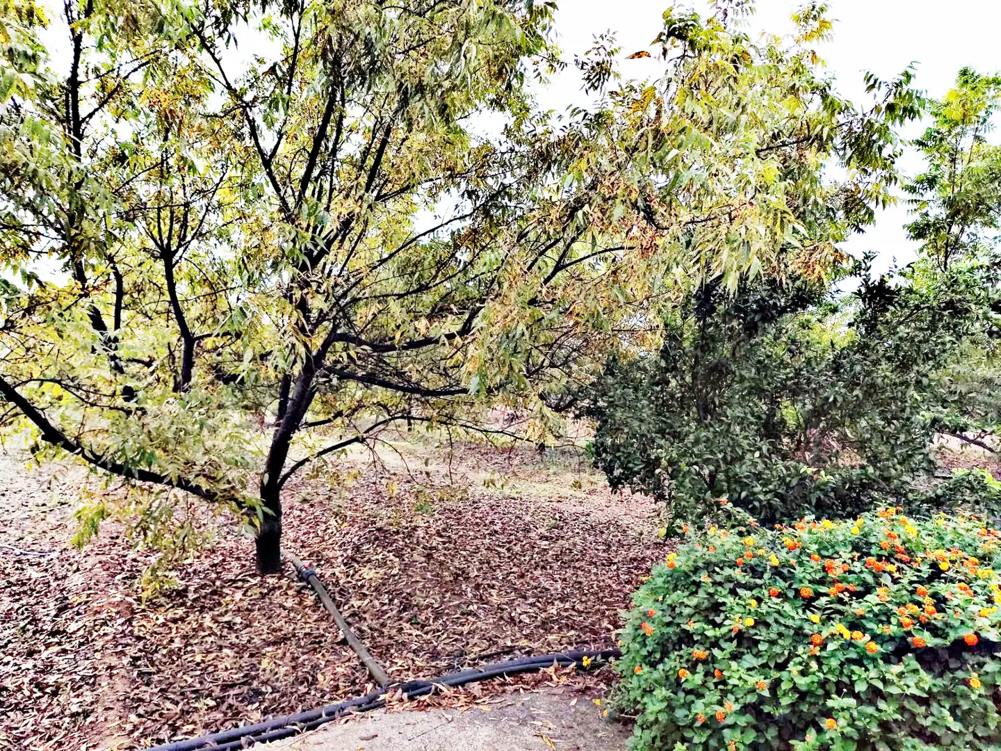 Maison rustique avec jardin à vendre à Coín, imagen 18