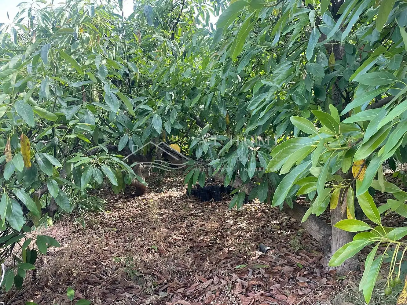 Terreni e lotti in vendita a Torrox Pueblo, imagen 8
