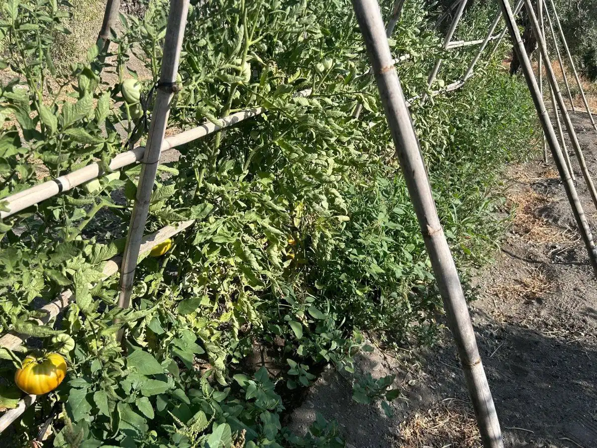 Jardí de Casa o xalet en venda en Álora amb Calefacció, Terrassa i Traster